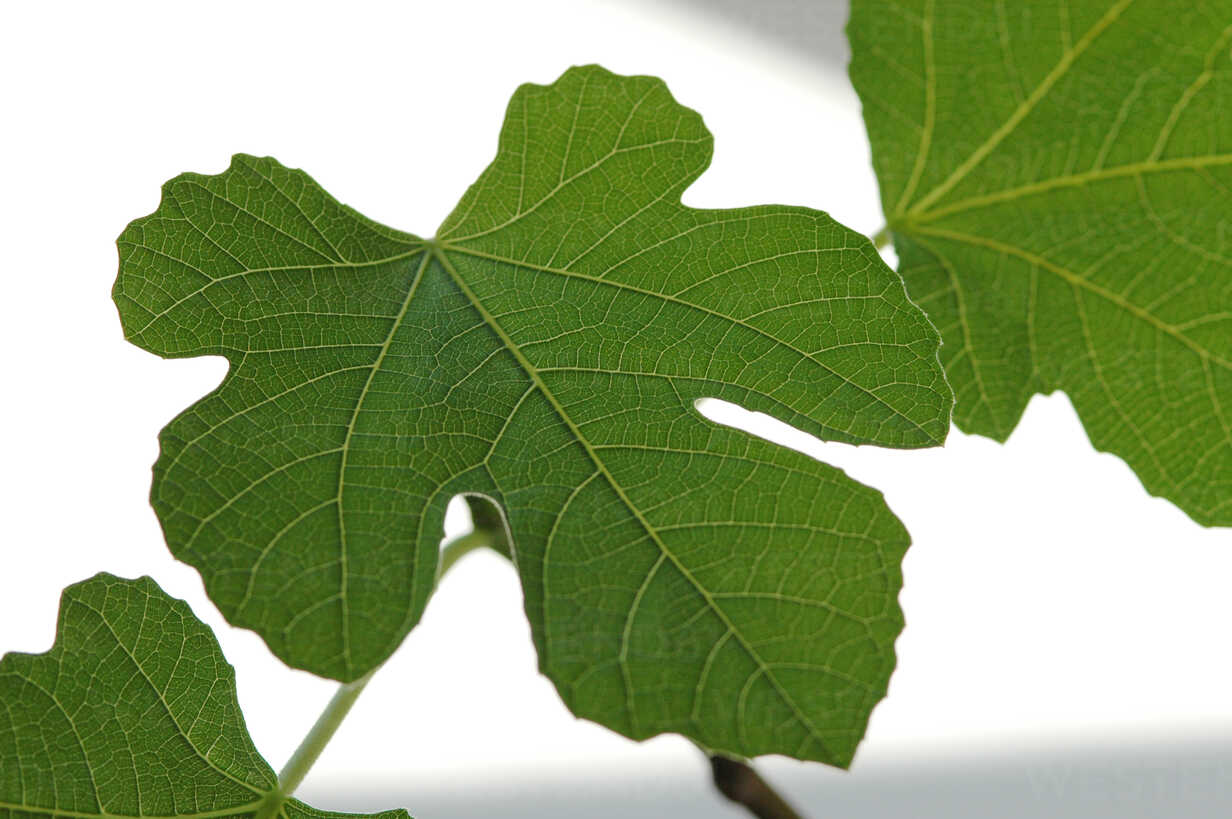 Fig Leaf Asf Achim Sass Westend61
