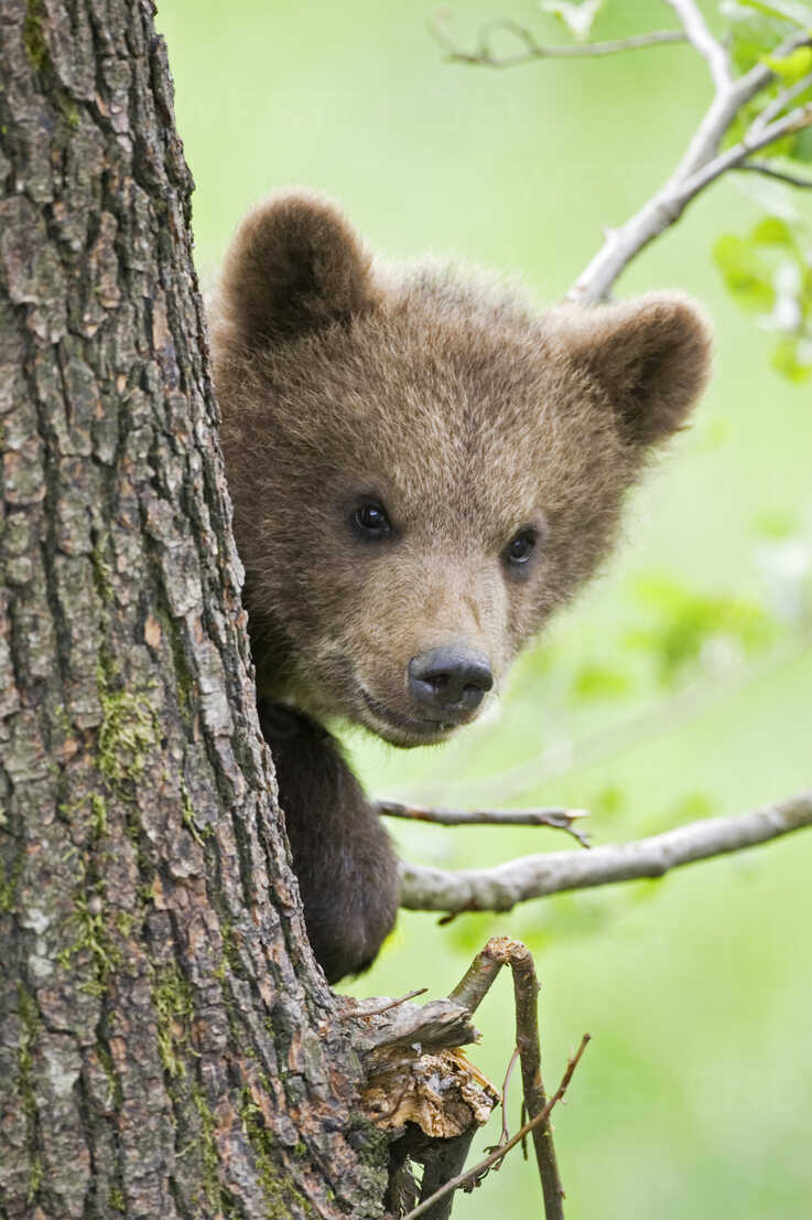 European Brown bear cub in tree (Ursus arctos), closeup FOF00299