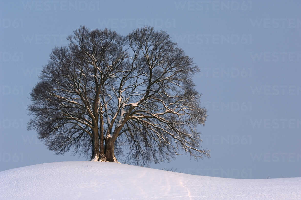Germany, Bavaria, Single beech tree (Fagus sylvatica) in winter ...