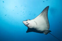 Galapagos Islands Ecuador Spotted Eagle Ray Aeobatus Narinari Swimming Stockphoto