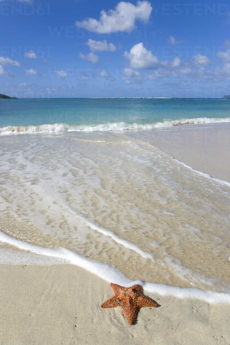 Grenada Carriacou Paradise Beach At L Esterre Starfish On Beach Stockphoto