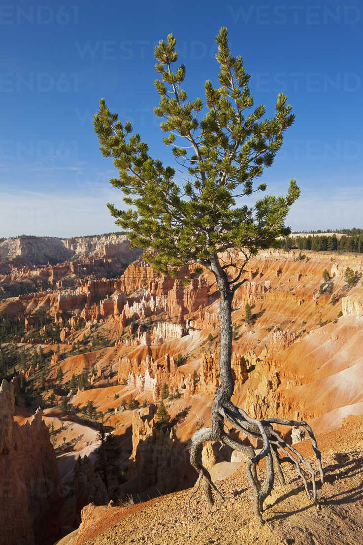 USA, Utah, Bryce Canyon National Park, Limber Pine (Pinus ...