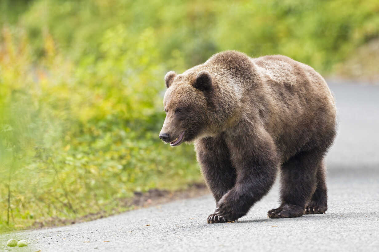 USA, Alaska, Brown bear walking on road near Chikoot Lake – Stockphoto