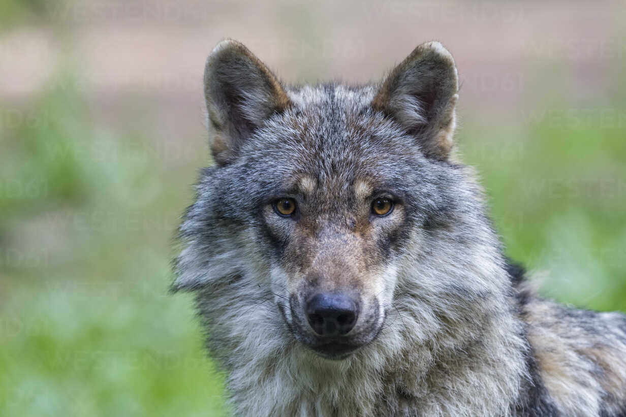Wolf In Bayern