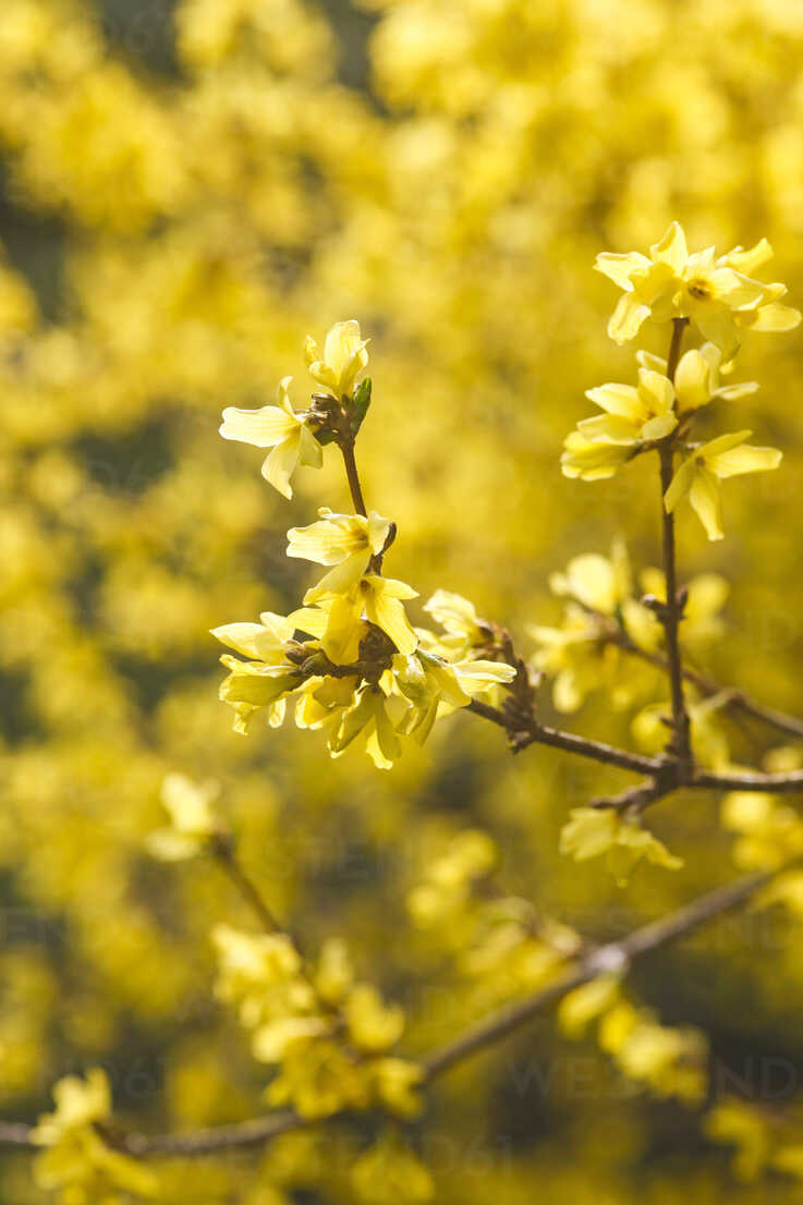 Germany Forsythia Suspensa Close Up Stockphoto