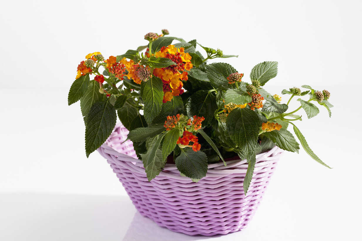 West Indian Lantana flowers in basket on white background, close up ...