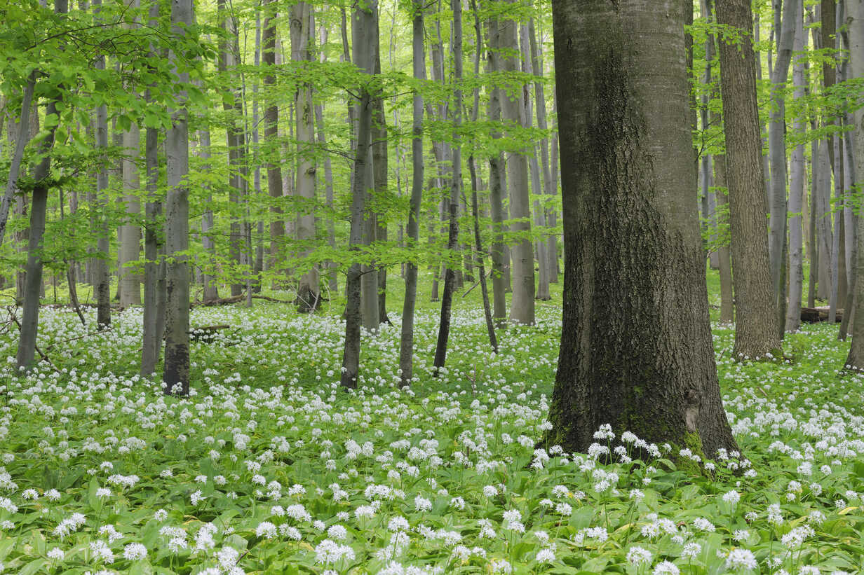 Germany Thuringia View Of Spring Forest With Ramsons Rue Martin Rugner Westend61