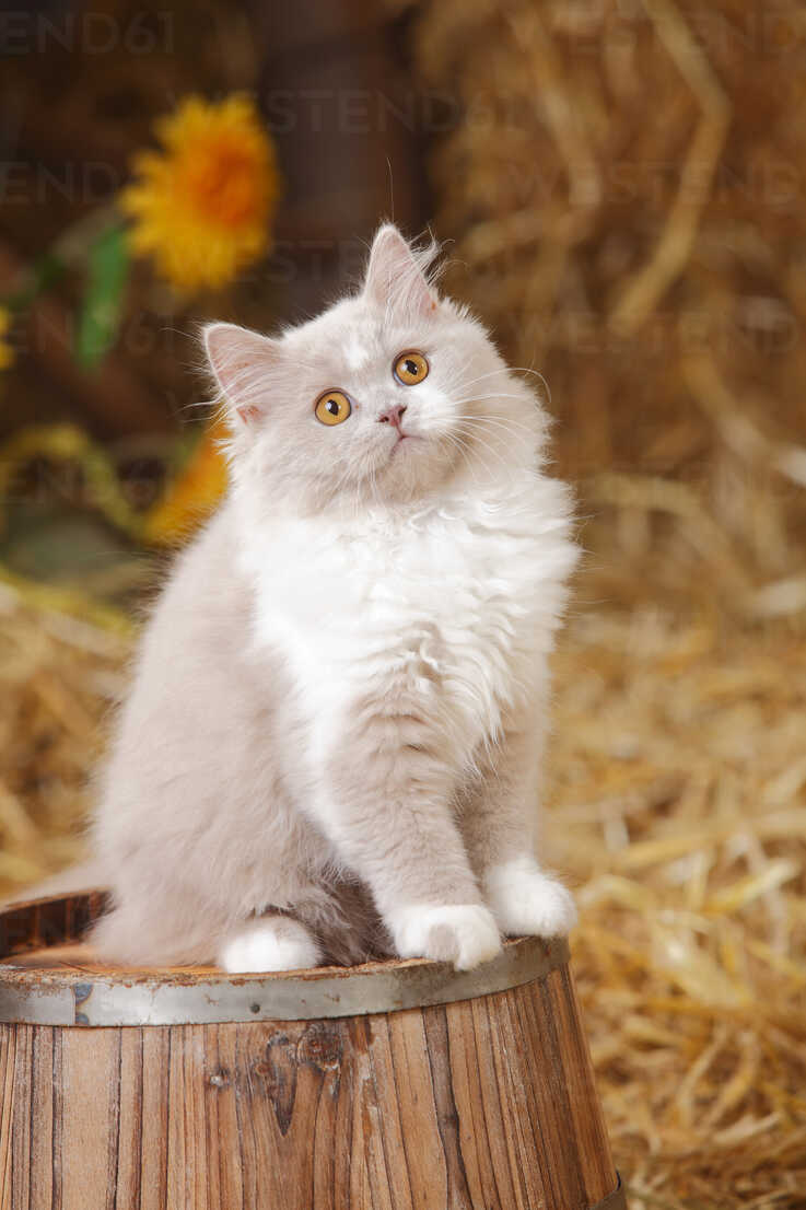 British Longhair Lilac White Kitten Sitting On Tub Htf Peewee Westend61