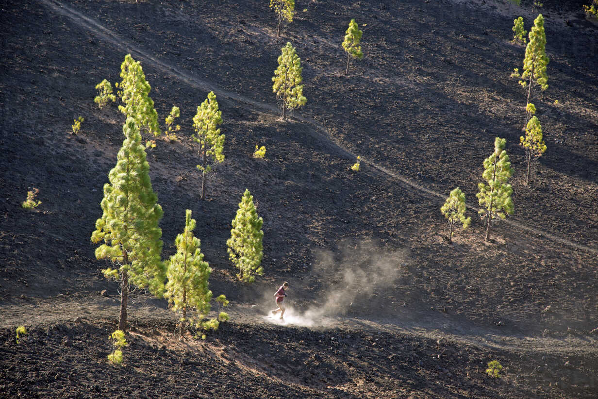 Spain Canary Islands Tenerife Mirador De Chio Canary Island Pines Pinus Canariensis Stockphoto