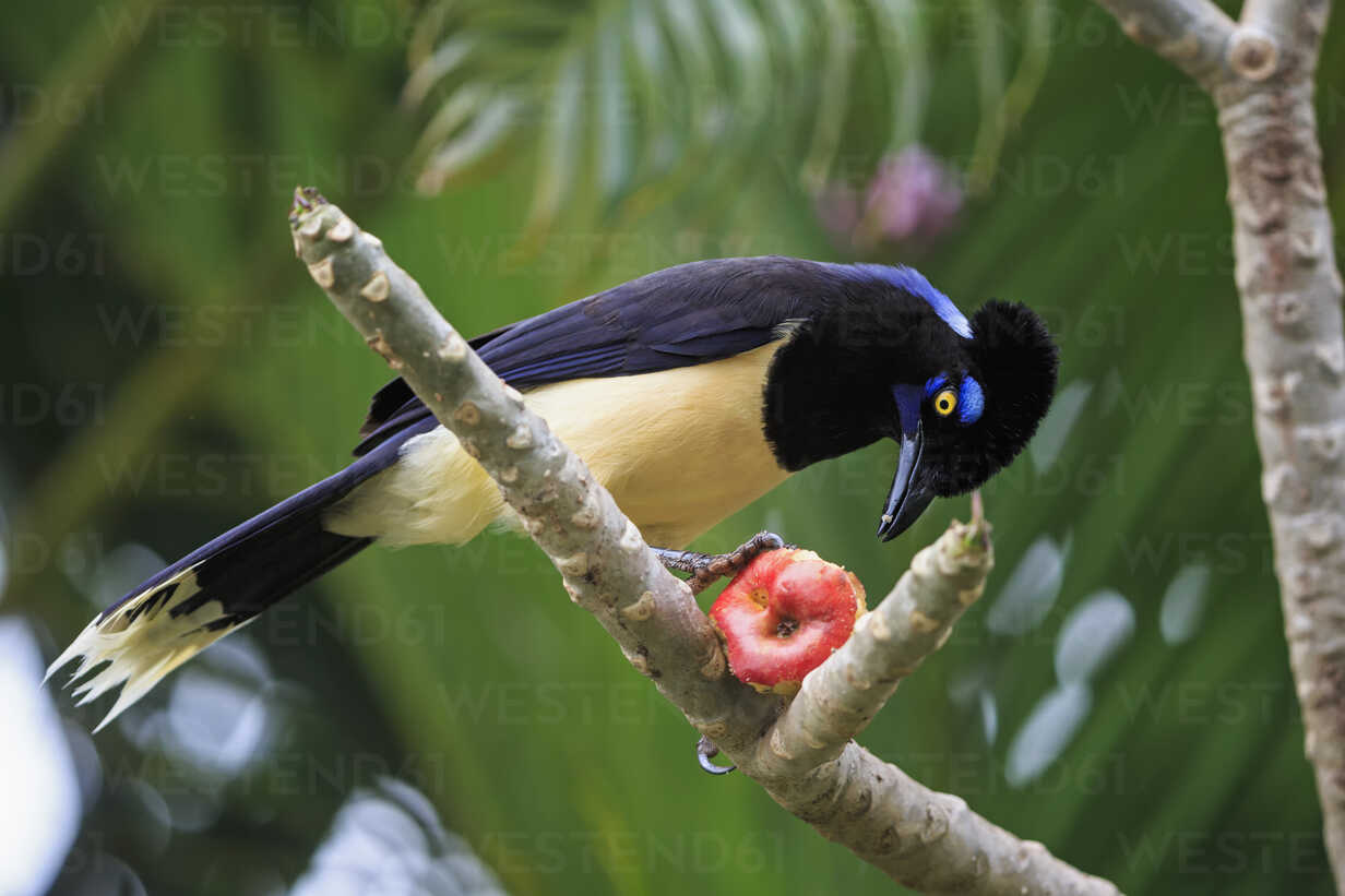 South America Brasilia Mato Grosso Do Sul Pantanal Plush Crested Jay Cyanocorax Chrysops With Apple Fof006579