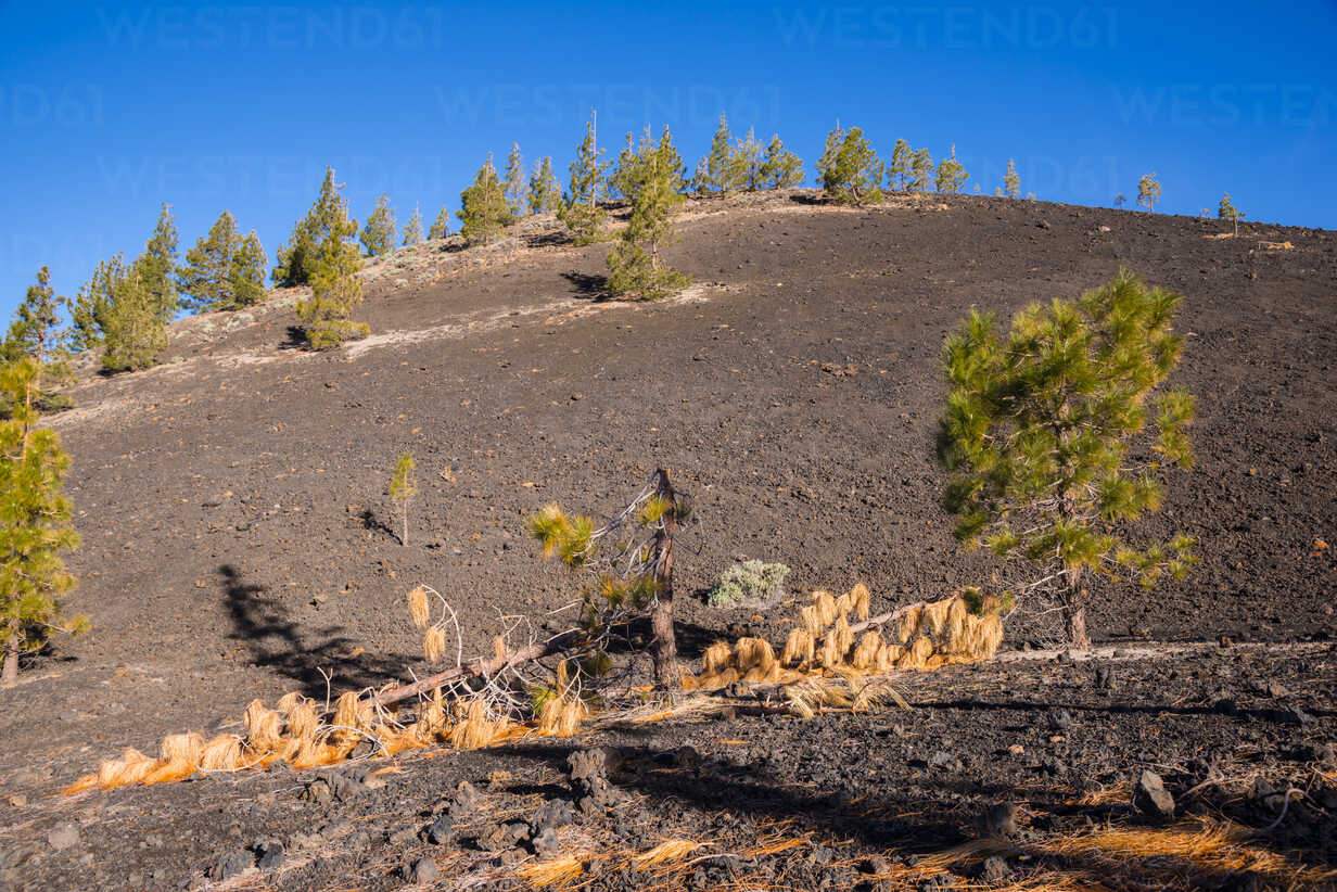 Spain Canary Islands Tenerife Mirador De Chio Teide National Park Canary Island Pines Pinus Canariensis Stockphoto