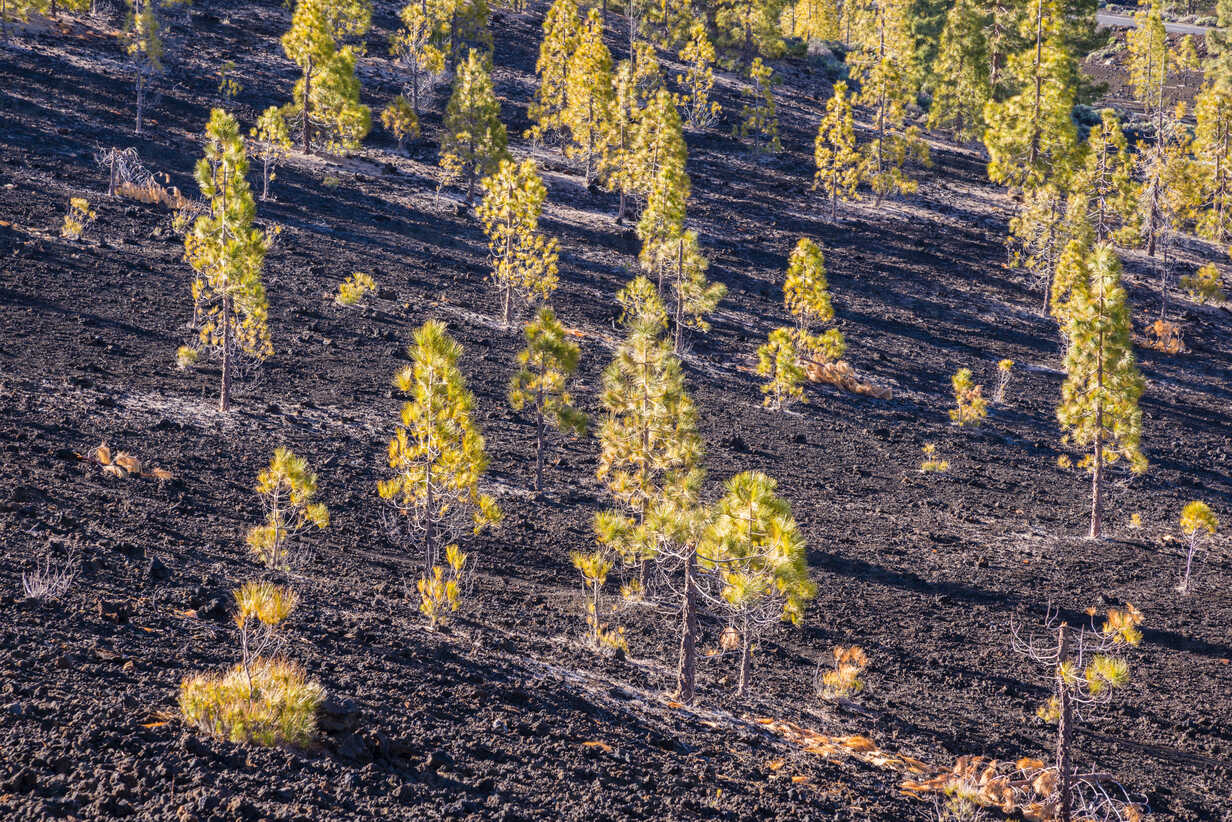 Spain Canary Islands Tenerife View From Mirador De Chio Teide National Park Canary Island Pines Pinus