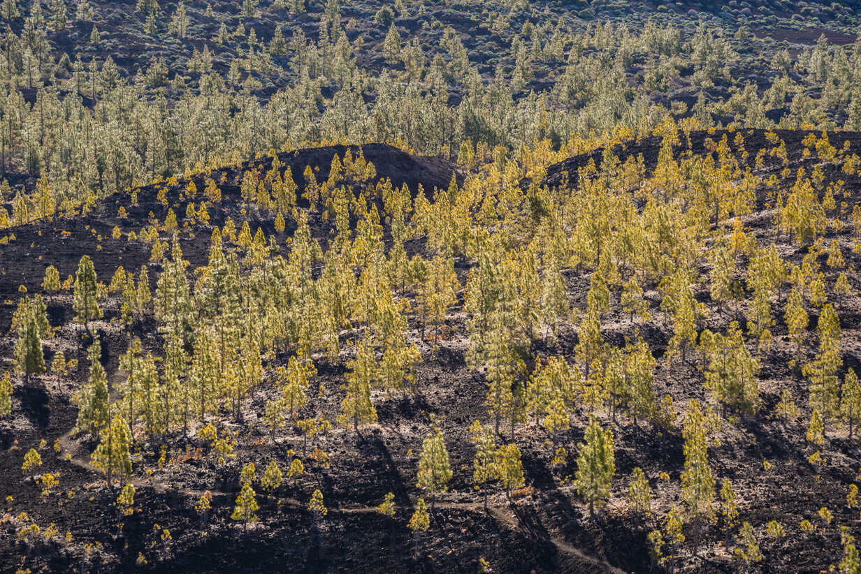 Spain Canary Islands Tenerife View From Mirador De Chio Teide National Park Canary Island Pines Pinus