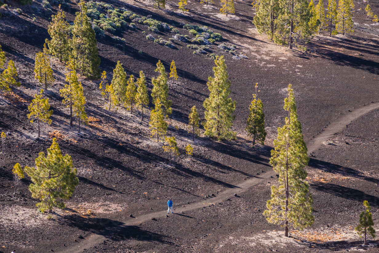 Spain Canary Islands Tenerife Mirador De Chio Canary Island Pines Pinus Canariensis Hiker Stockphoto