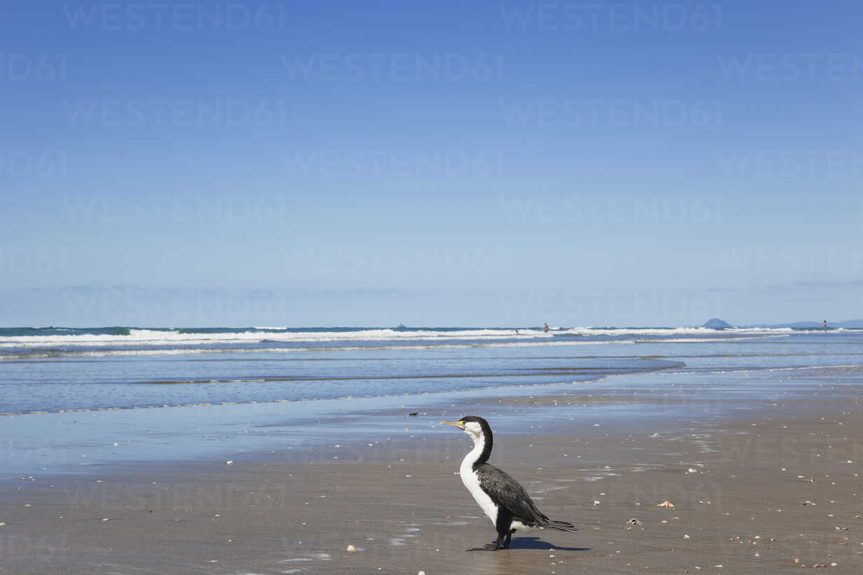 New Zealand North Island Coromandel Region Waihi Beach Cormoran South Pacific Stockphoto