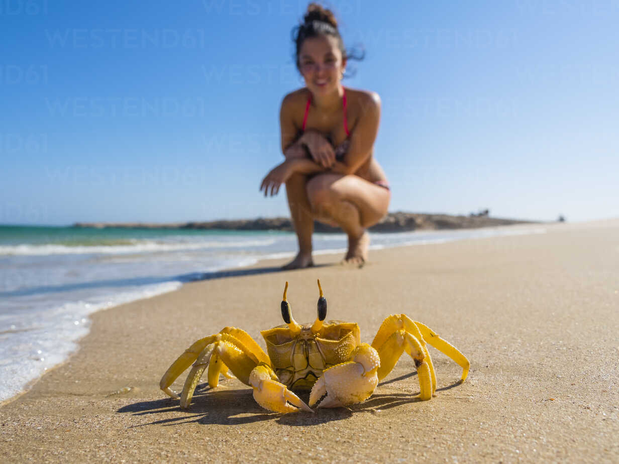 Oman Ash Shirayjah Ad Daffah Horned Ghost Crab On The Beach With Tourist In The Background