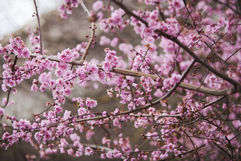 Close Up Of Pink Flowers Blooming On Branches Stockphoto