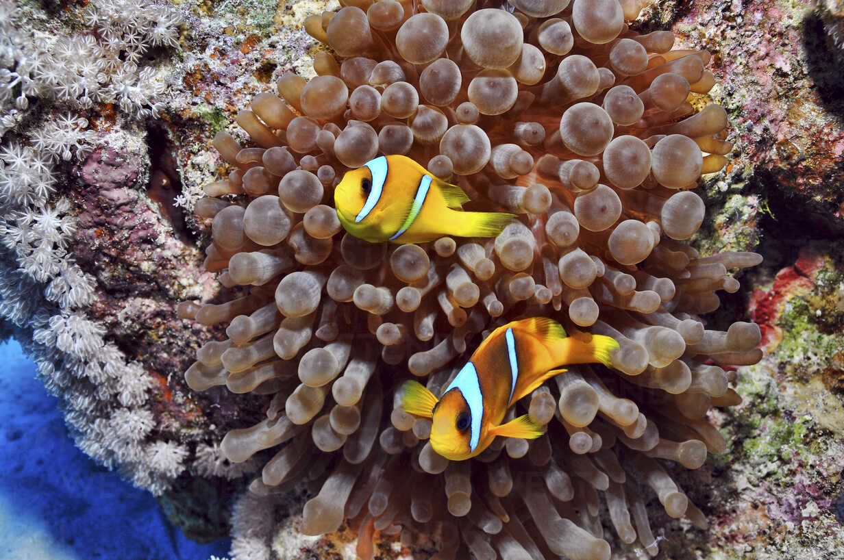 Anemone Fish In The Red Sea Egypt Stockphoto