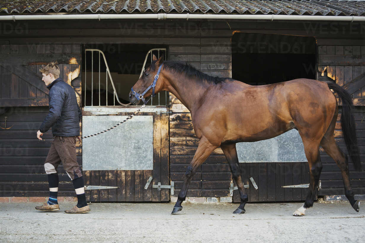 A Young Man In A Stable Yard With A Bay Horse On A Leading Rein Minf