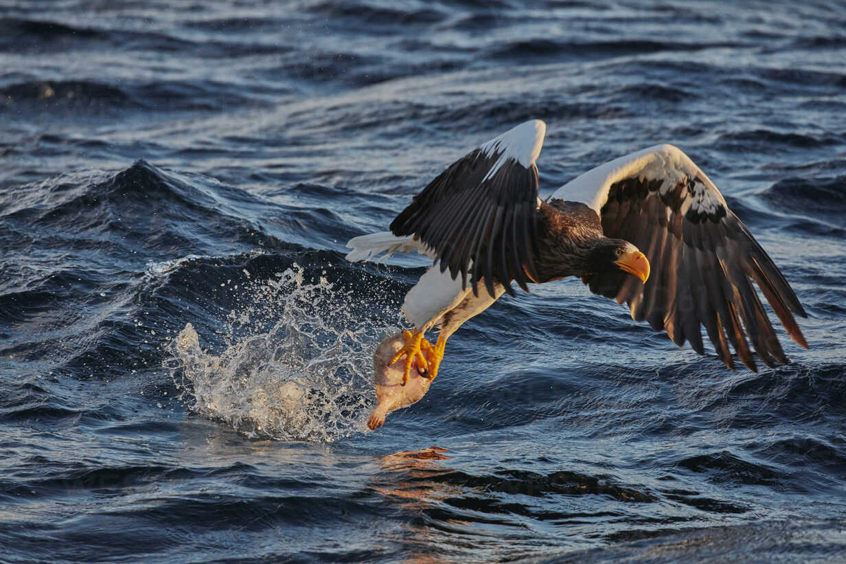 Steller's Sea Eagle, Haliaeetus pelagicus, hunting above water in winter. -  MINF08715 - Mint Images/Westend61