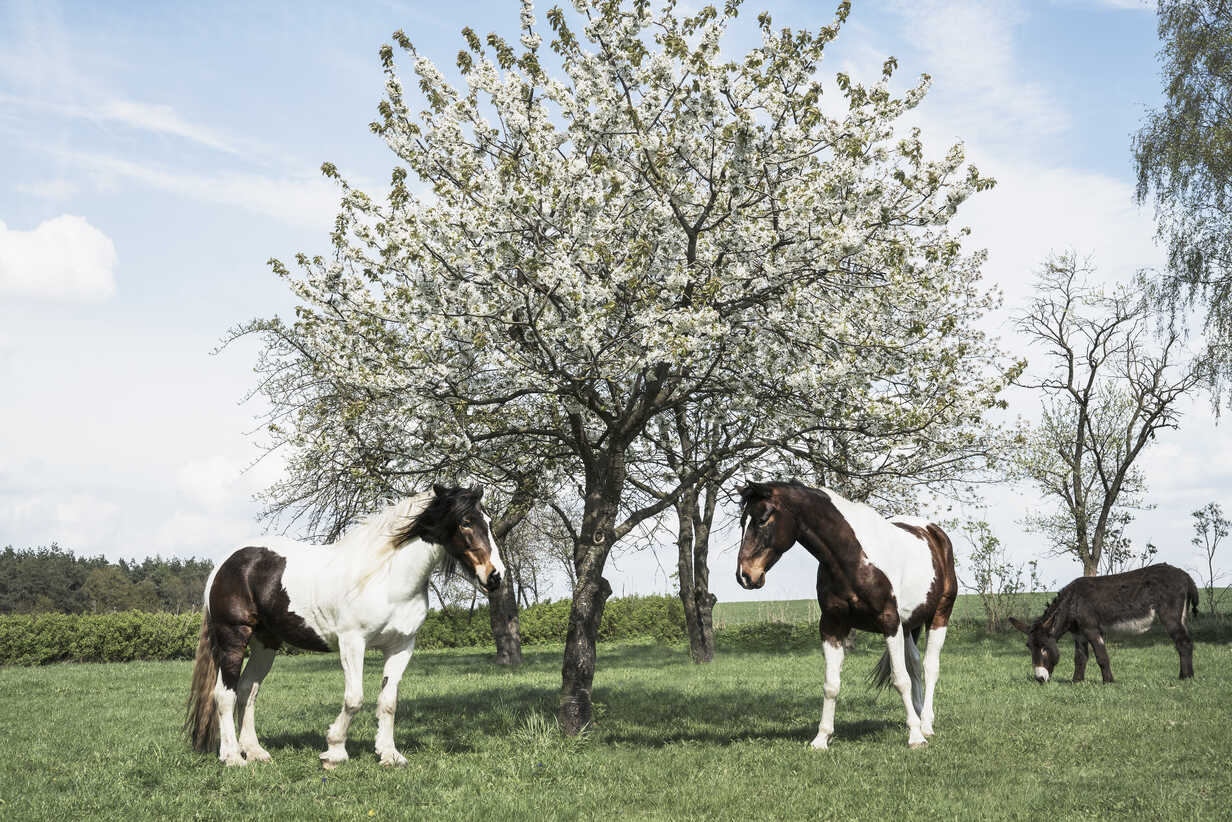 Brown And White Horses Under Sunny Spring Apple Blossom Tree Stockphoto