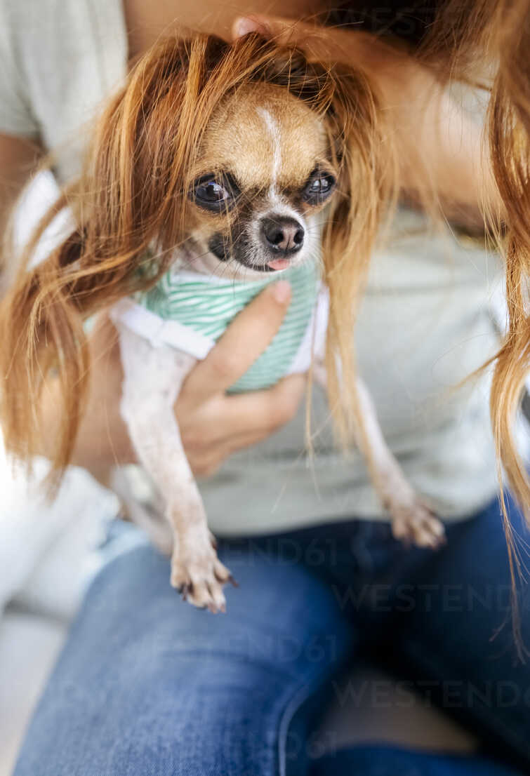 chihuahua with wig