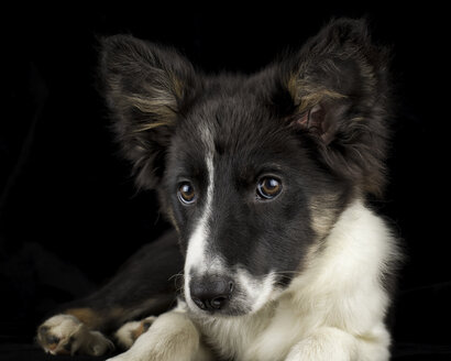 Portrait Of Border Collie Puppy In Front Of Black Background Stockphoto