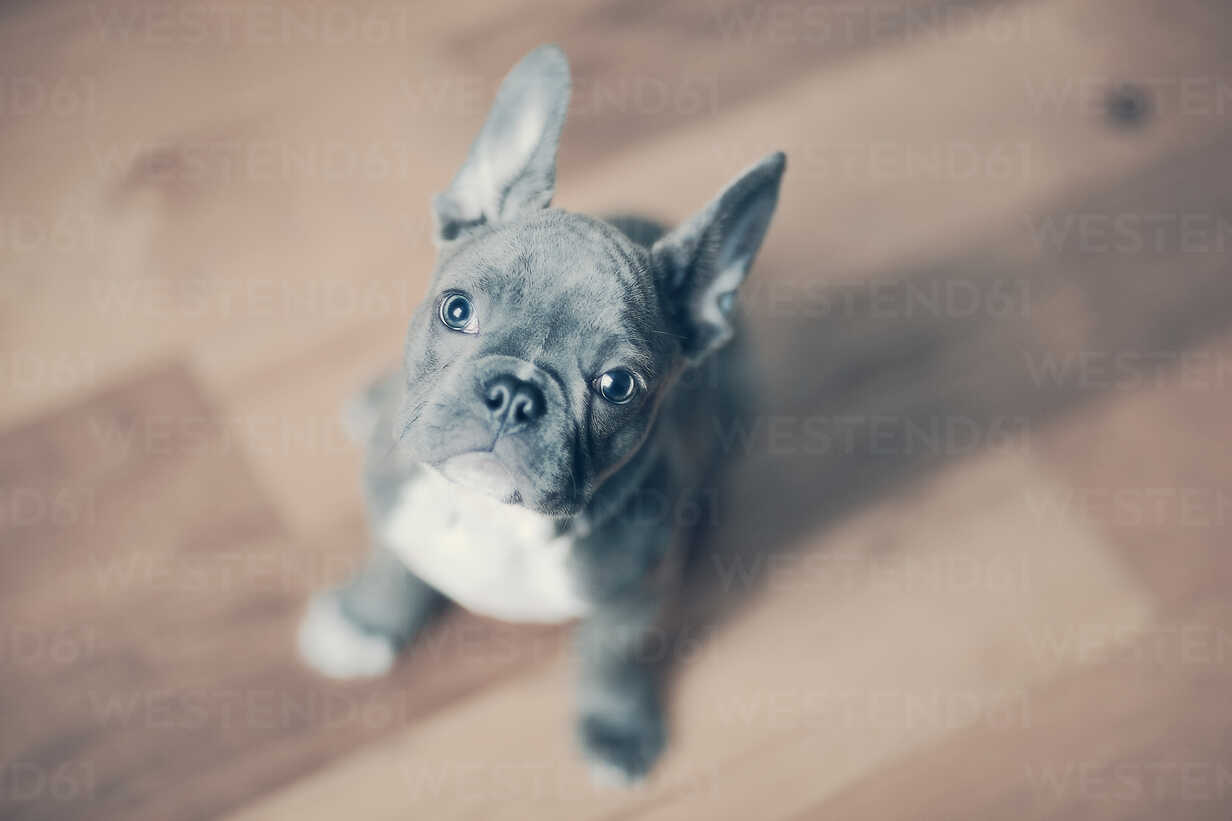 Portrait Of French Bulldog Puppy Stockphoto