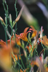 Close Up Of Fresh Orange Lily Flowers Jtf Thomas Jager Westend61