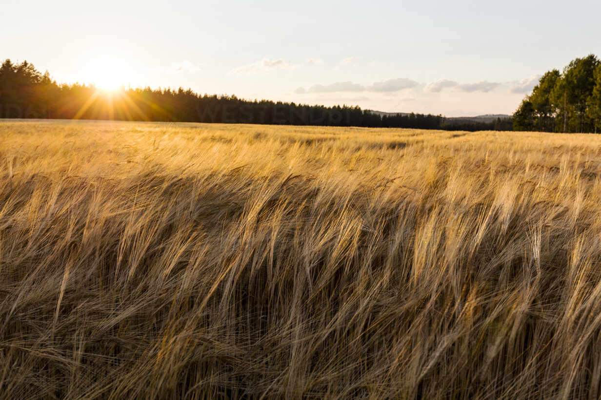 Wheat Field At Sunset Stockphoto