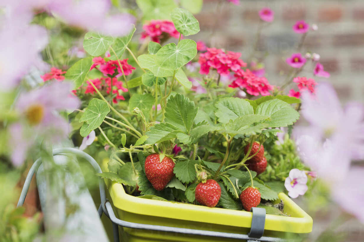 Strawberries And Various Flowers Growing In Window Box During Summer Stockphoto