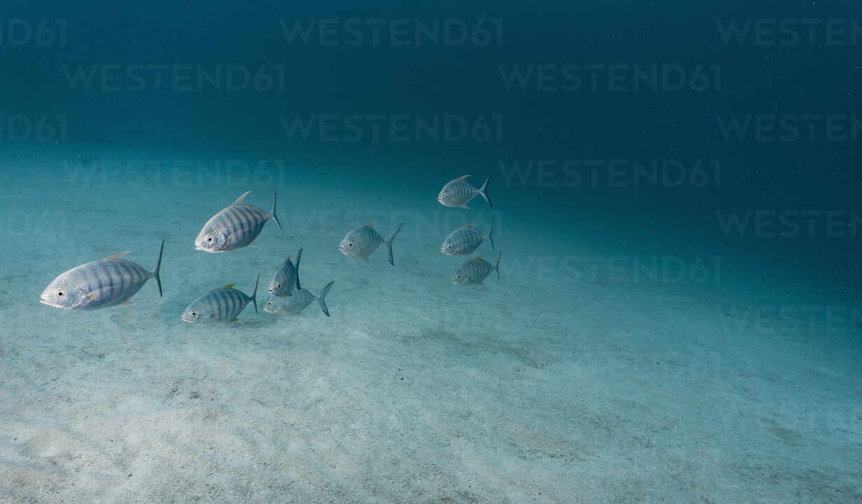 A Shoal Of Blue Trevally Or Jack Fish At The Great Barrier Reef Stockphoto