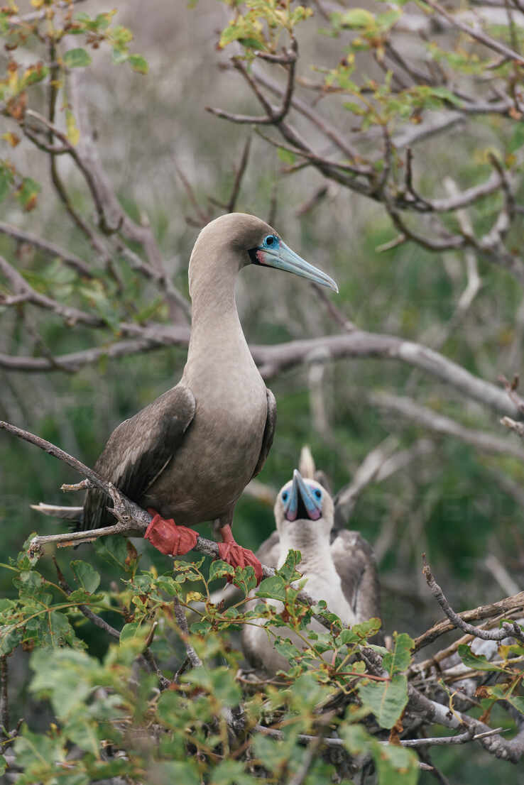 A mating couple of red-footed booby sit on nest in Galapagos islands -  CAVF81574 - Cavan Images/