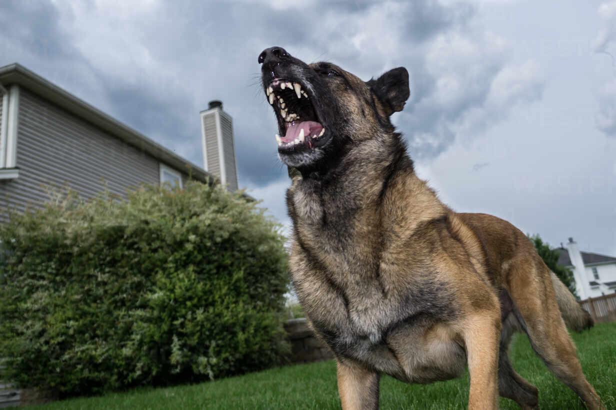 Low Angle View Of German Shepherd Barking In Yard Against Sky Stockphoto