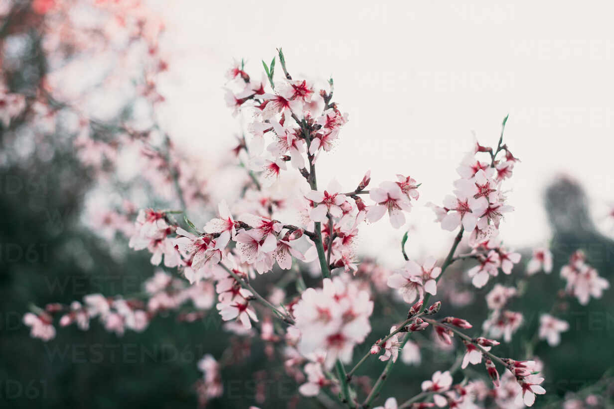 Close Up Of A Garden With Almond Tree And Pink Blooming Beautiful Flowers Stockphoto