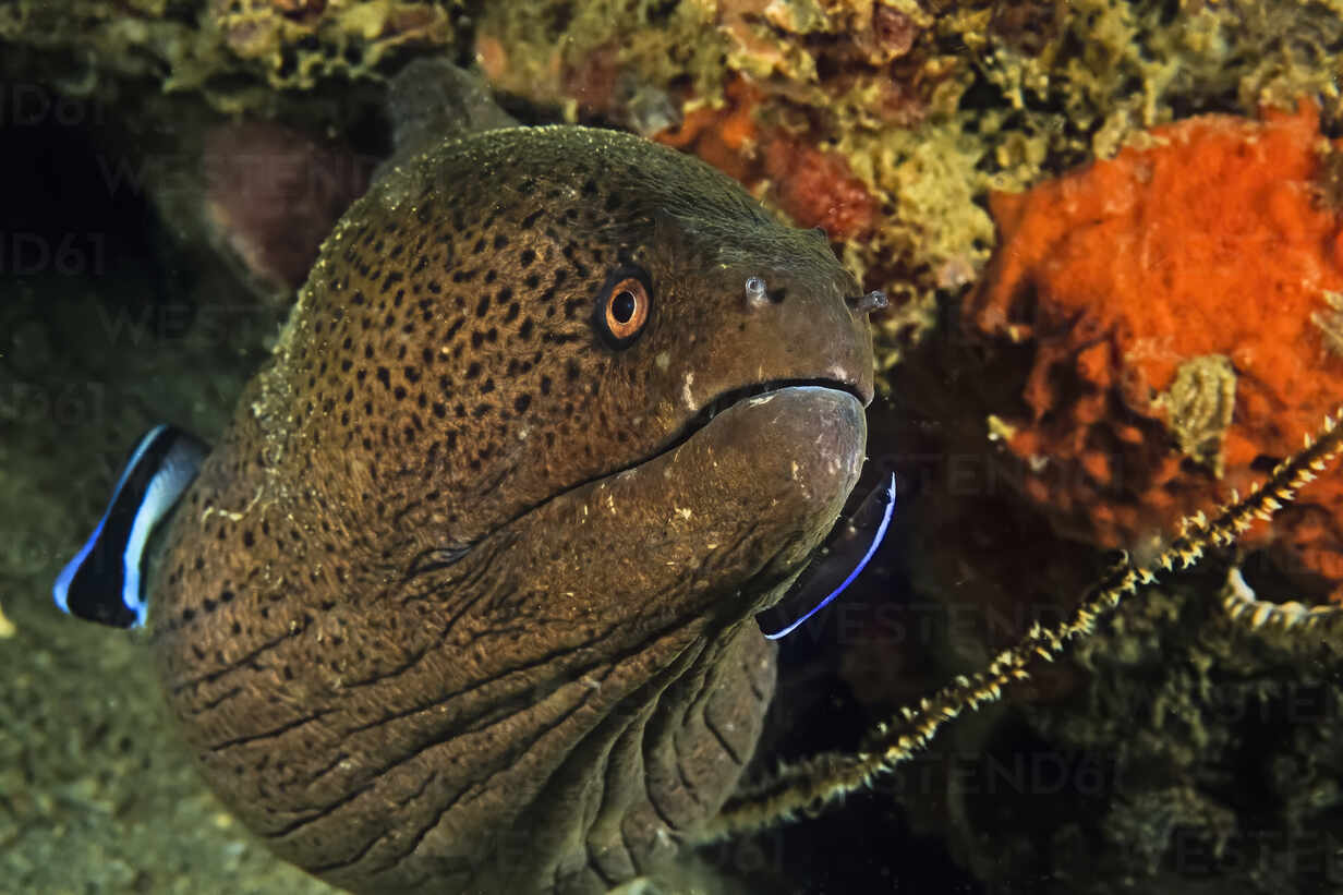 A Giant Moray Eel Being Cleaned By A Wrasse And A Two Stripe Blenny Stockphoto