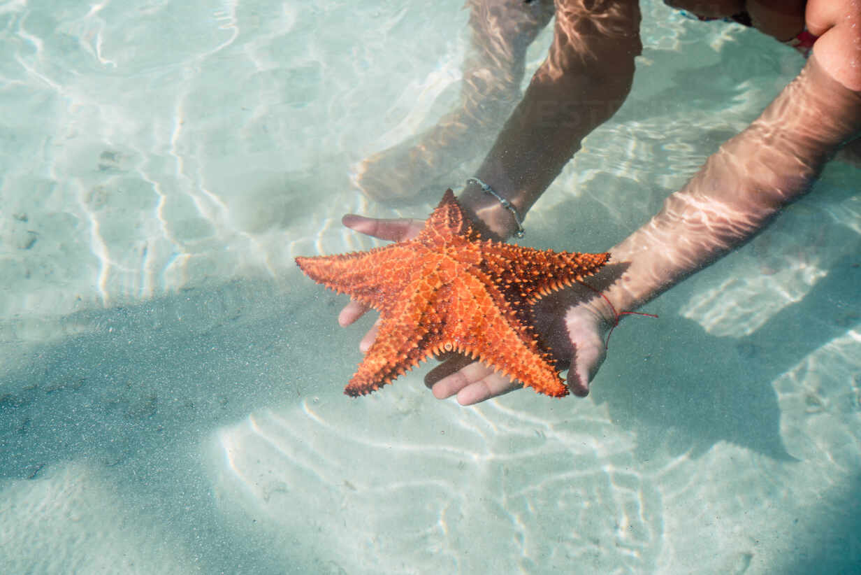 Crop hands holding starfish on bed of sea – Stockphoto