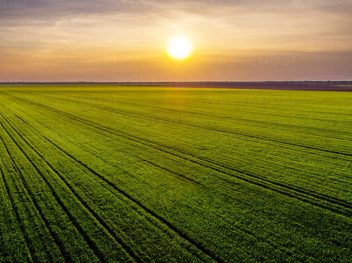 Aerial View Of Vast Green Wheat Field At Sunset Stockphoto