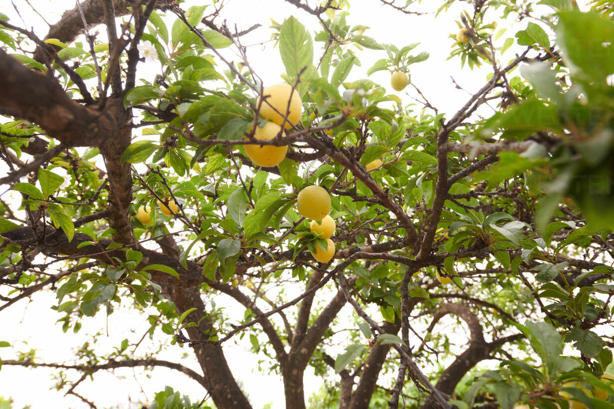 Low Angle Of Fruit Tree With Fresh Mirabelle Plums Growing In Garden On Farm During Summer