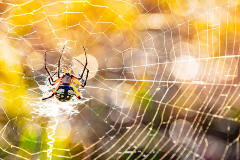 Yellow Garden Orb Weaver Spider In Paris Texas Stockphoto